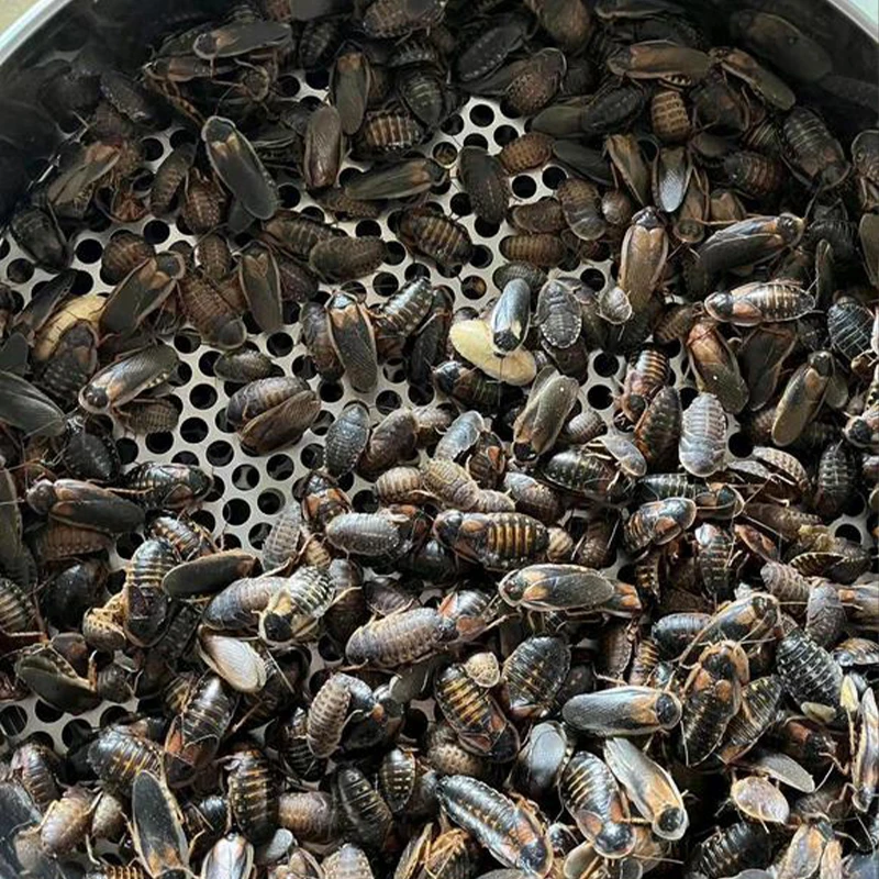 1000 Dubia Roaches
