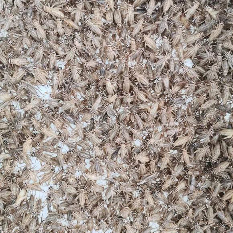 Dehydrated Crickets