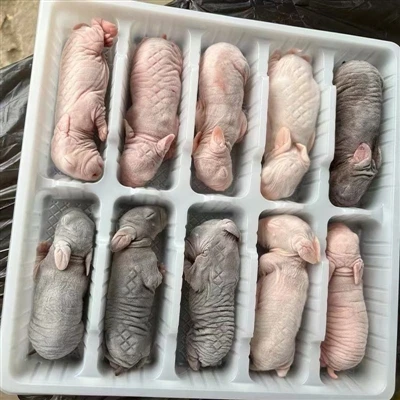 Каковы характеристики замороженных мышей для змей?