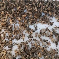 Высушенные сверчки для цыплят