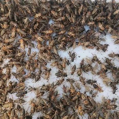 Высушенные сверчки для черепах