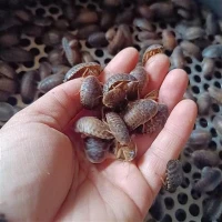 Dubia Places для рептилий